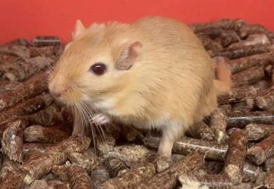 Mongolian Gerbil