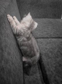 BSH Kitten