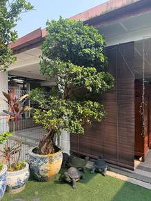 large bonsai