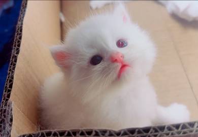 fluffy kitten