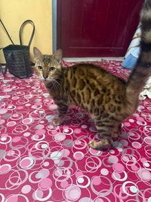 Kucing bengal