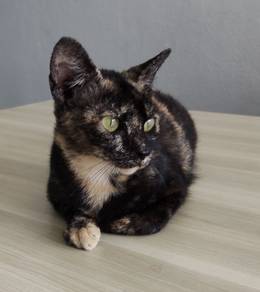MOMO for serious adopter
