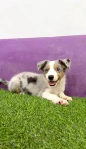 Border collie merle tri color mka