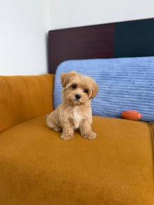 Maltipoo Parti Color