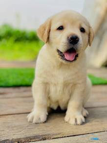 Labrador retriever h