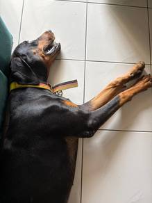 Doberman