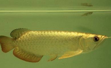 arowana golden crossback 7 inch-wholesale price
