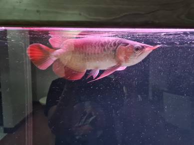 super red short body