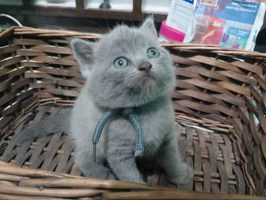 bsh kitten blue make n female