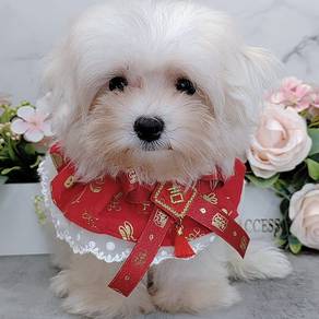 Maltipoo