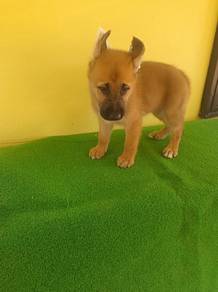 German shepherd mix Belgian shepherd 