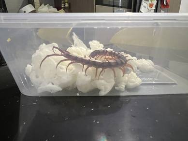 giant centipede 11-12cm