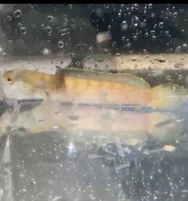Channa Limbata