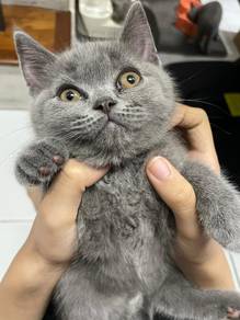 kitten/anak kucing bsh