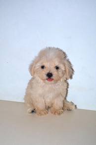 C40 Little Maltipoo Puppy