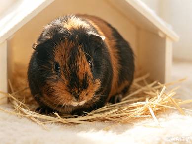 Guinea Pig