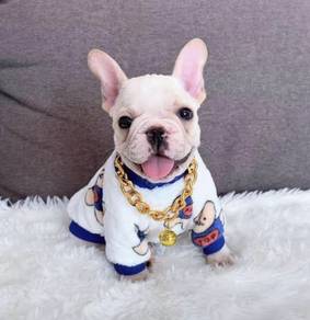 FRENCH BULLDOG PUPPIES 🌻VIP149 Boy -Girl