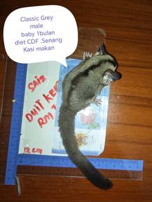 sugar glider 