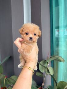 Tiny Maltipoo puppy