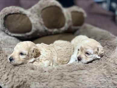 Cavapoo7