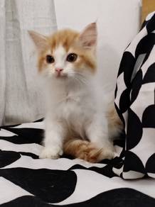 kitty
