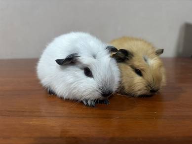 guinea pig