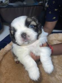 shih tzu 