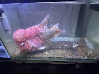 flowerhon 10inch