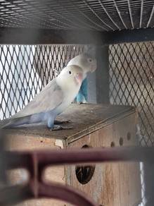 love bird