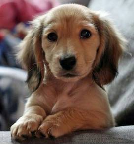 QWW2288 Dachshund cream shaded color puppy dog