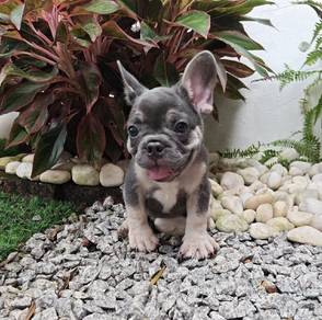 French Bulldog Puppies