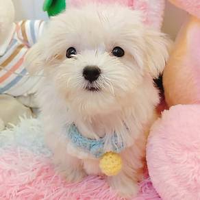 Maltese