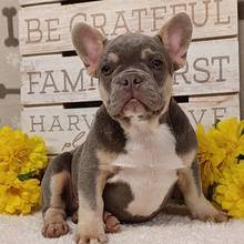 French Bulldog 