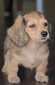 Dachshund special color ling haired