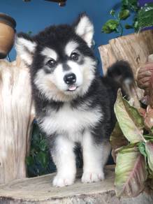 Quality Wooly Husky Puppy (Male) OFFER 