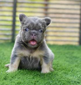 FRENCH BULLDOG PUPPIES🌻A179  Long hair Male