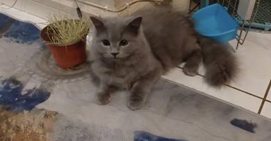 British longhair