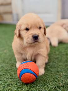 Golden Retriever Puppies Available – KL & JB