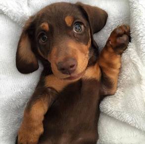 N5414 Barky Long Body Puppy Short Legs Small Dog P