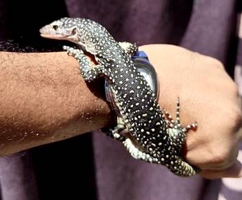 Varanus Indicus