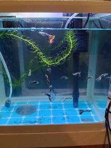 Ikan Guppy Mixed Colour 