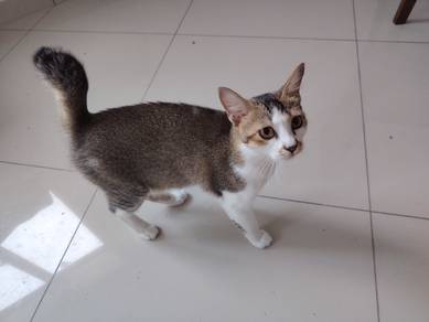 6month old kitten for rehome for free