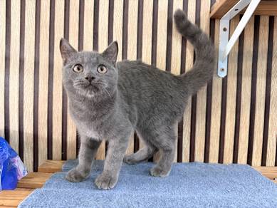 CLEARANCE BEH Blue Kitten