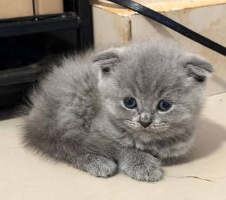 scottish fold male