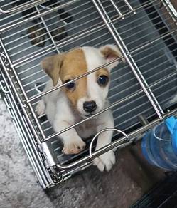 Jack Russell