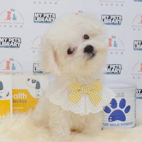 Bichon Frise