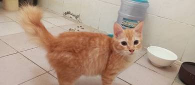 Cat for sale