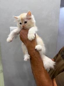 Kitten fluffy British Longhair - male