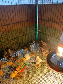 burung puyuh