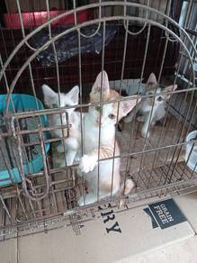 kitten for rehome